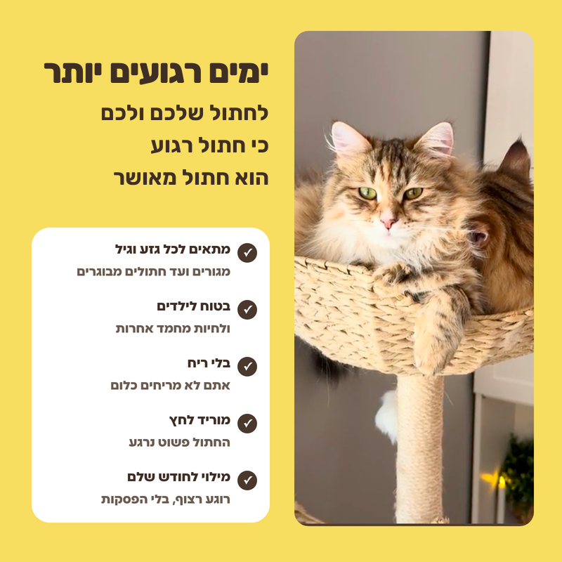 VETCALM לחתולים — יתרונות הערכה
