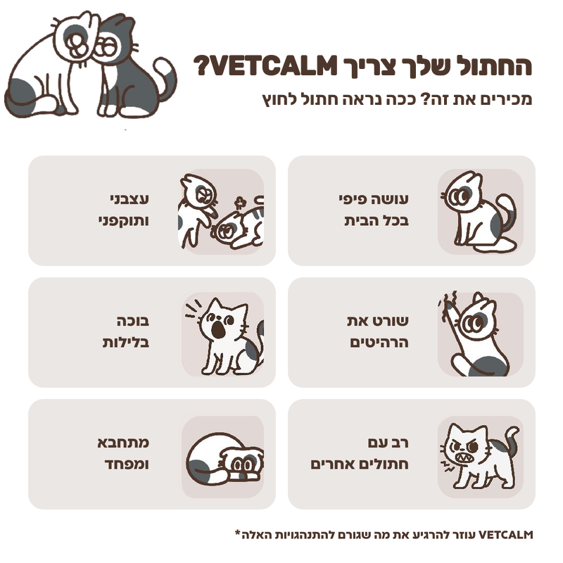 סימני לחץ אצל חתולים